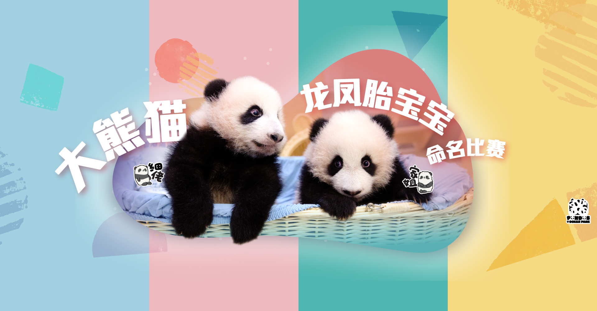 https://media.oceanpark.cn/files/s3fs-public/panda-twin-cubs-naming-desktop-sc.jpg
