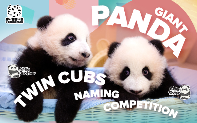 https://media.oceanpark.cn/files/s3fs-public/panda-twin-cubs-naming-inner-mobile-en.jpg