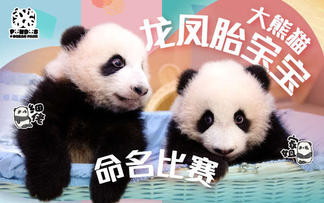 https://media.oceanpark.cn/files/s3fs-public/panda-twin-cubs-naming-inner-mobile-sc.jpg