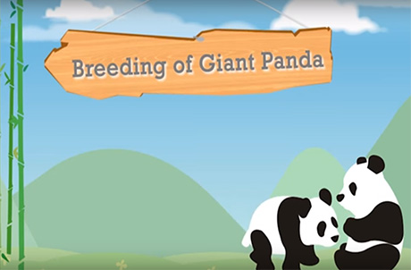 Pelajari tentang Pembiakan Panda Raksasa