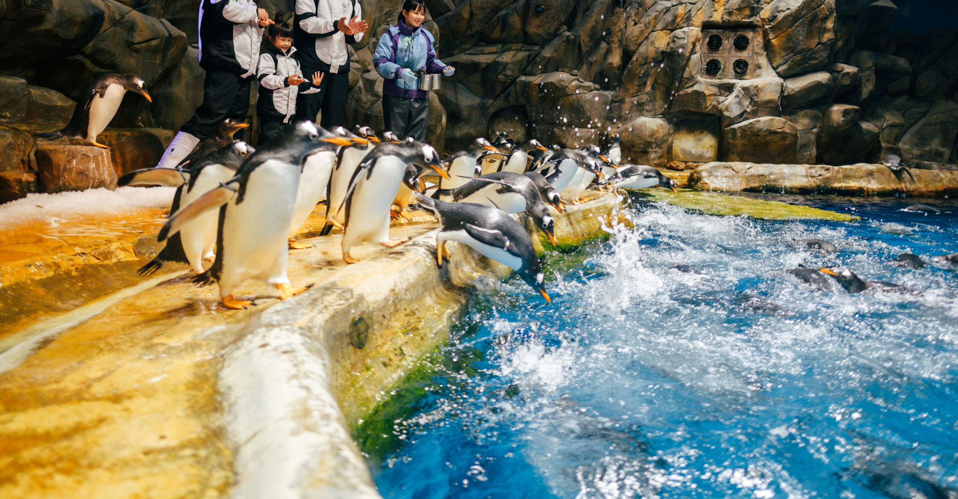 https://media.oceanpark.cn/files/s3fs-public/penguin-expedition-innerpage-d-r2.jpg