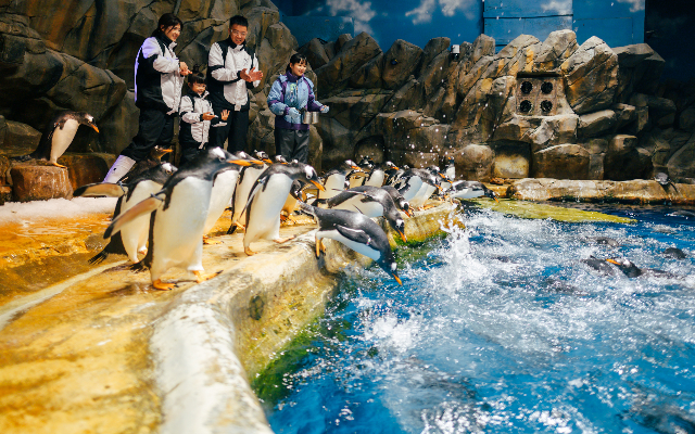 https://media.oceanpark.cn/files/s3fs-public/penguin-expedition-innerpage-m-r.jpg