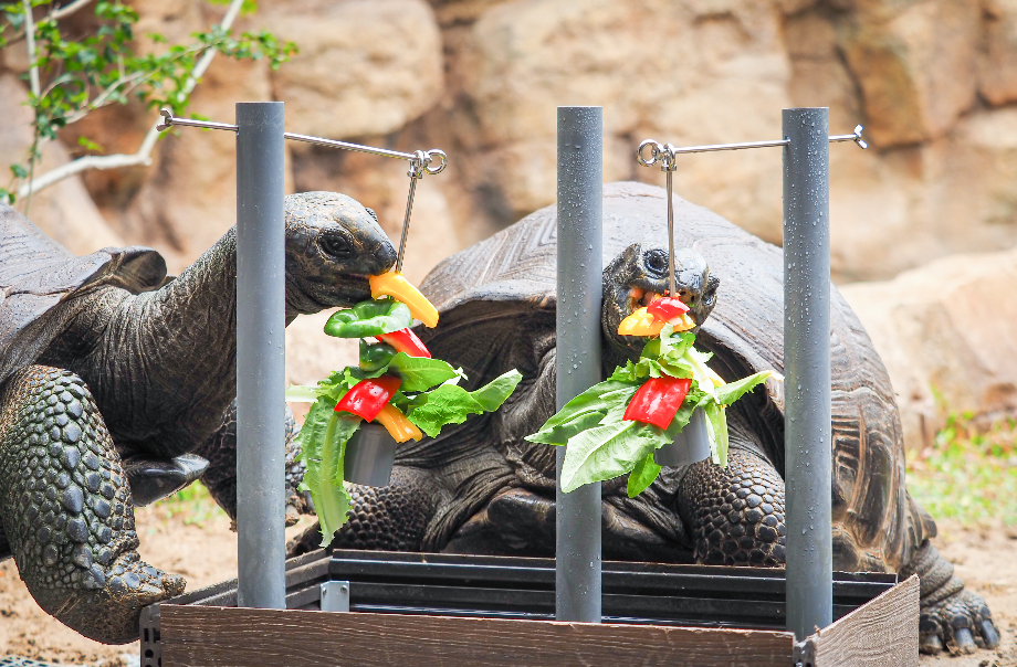 Get to know the habitats, body features and eating habits of the meerkats and giant tortoise​