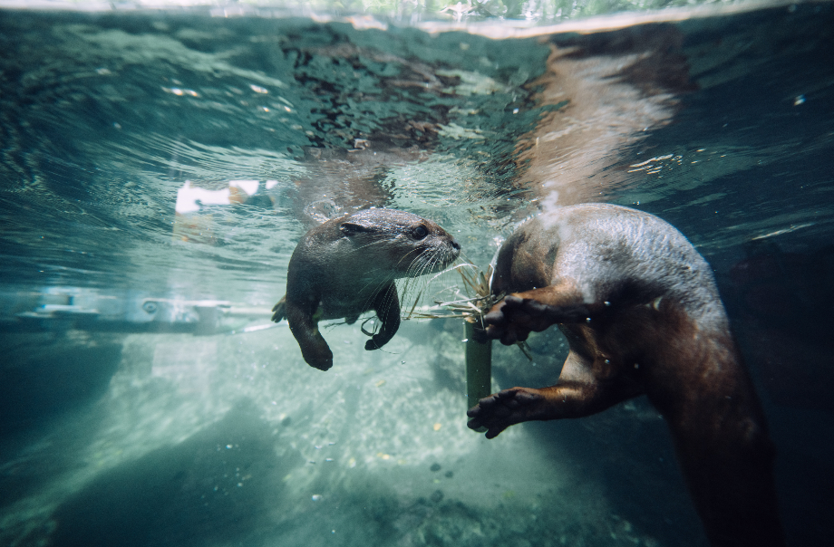 Get to know the mysterious daily life of small-clawed otters