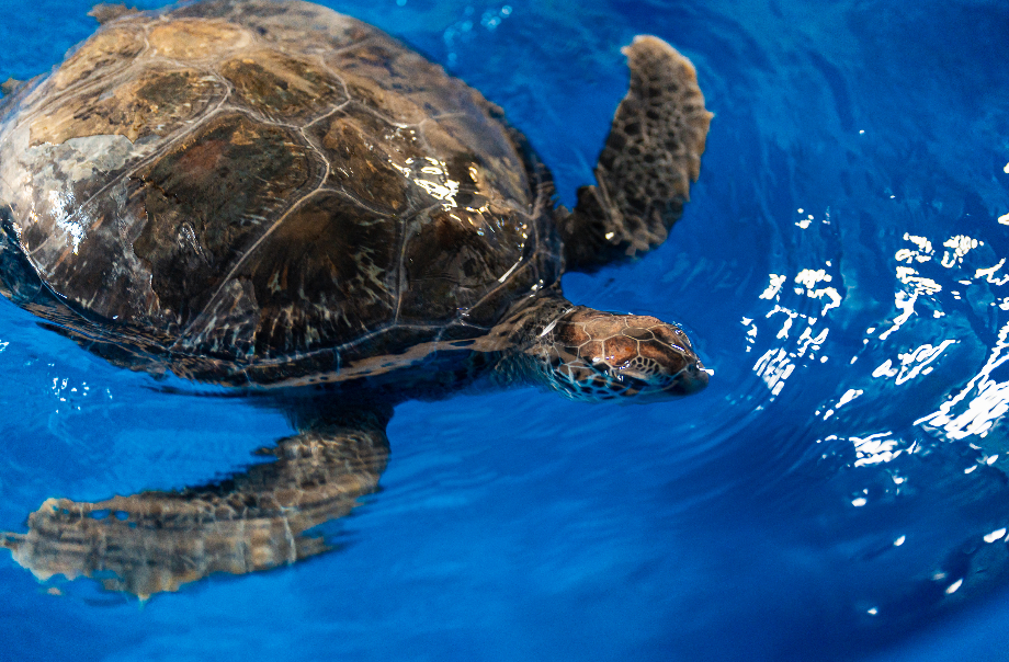 Visit Back of House facilities of sea turtles 