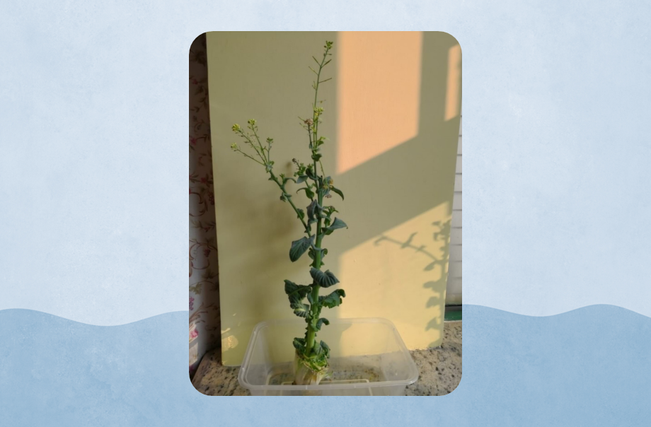 種植了一個月的大白菜，莖部粗狀但葉片細小，已長出多個花蕾。